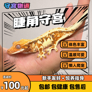 睫角守宫万圣节莉莉白蜥蜴活体新手爬宠温顺无毒吃果泥壁虎包活