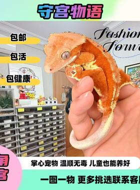 睫角守宫高端基因AX缺黄卡布奇诺法布奇诺紫貂莉莉白Highway睫角