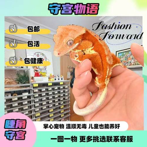 睫角守宫高端基因品系高品质睫角