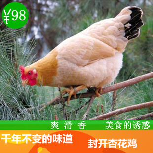 正宗封开杏花鸡三黄鸡土鸡散养农家鸡细脚走地鸡活鸡现杀顺丰包邮
