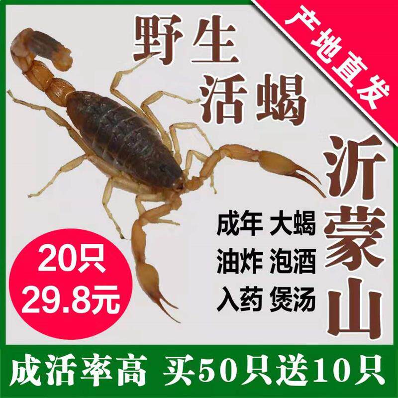 沂蒙山十足全蝎蝎子活体全虫煲汤入药油炸泡酒食用药用活蝎子
