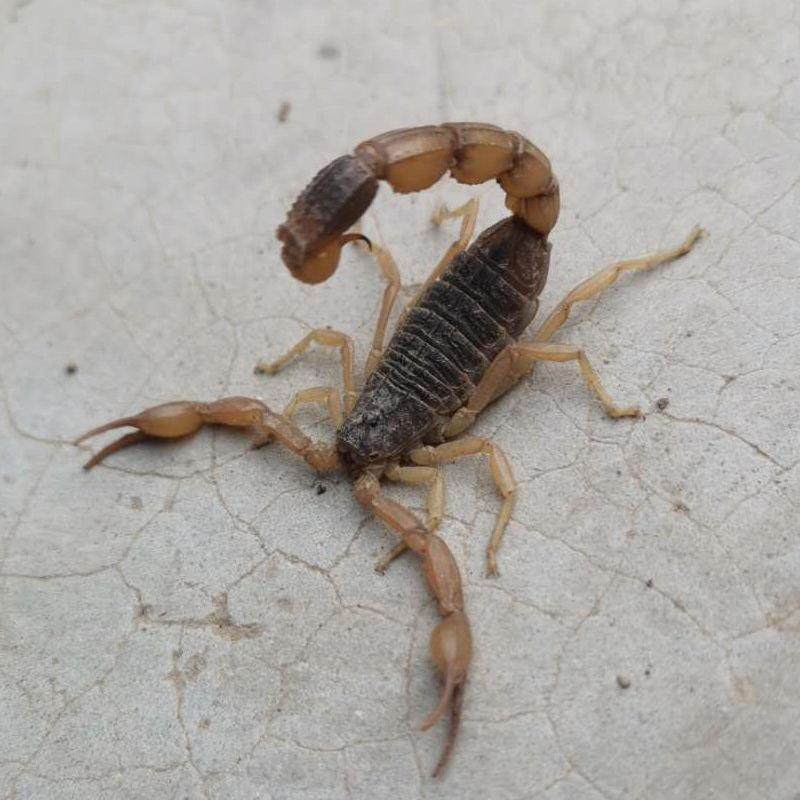 沂蒙山活蝎子野生食用活虫十足全蝎蝎子油炸泡酒药用煲汤烧烤