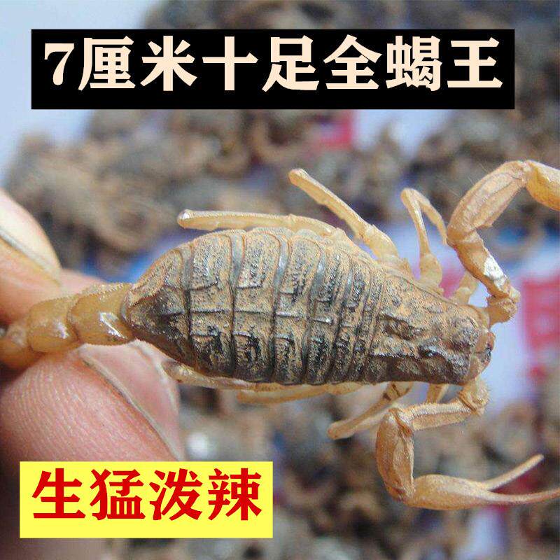 沂蒙山活蝎子野生食用活虫十足全蝎蝎子油炸泡酒药用煲汤烧烤