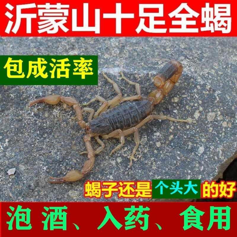 蝎子活野生沂蒙全蝎宠物蝎子活体食用泡酒活蝎子十足山蝎王毒蝎