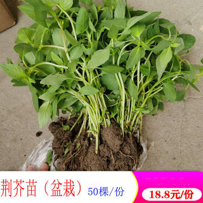 荆芥荆棘苗30棵现拔现发