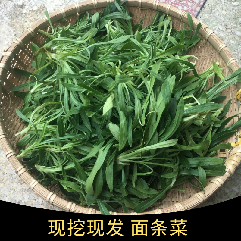 面条菜新鲜野菜当季蔬菜羊蹄棵柳叶菜蒸菜食材农家露天种植3斤5斤