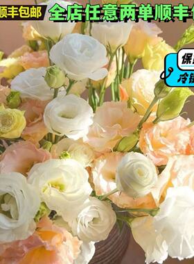 洋桔梗鲜花龙胆花混搭花束室内水培家用年宵花插花云南基地直发