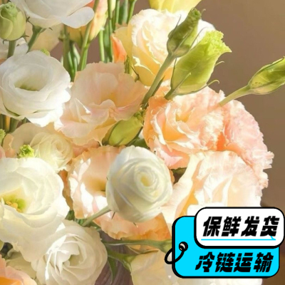 无刺玫瑰洋桔梗鲜花教师节花束鲜花室内水培家用花插花云南直发