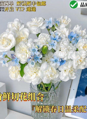 云南多头康乃馨花束白色蓝色鲜切花组合切花组合含花瓶小众高级感
