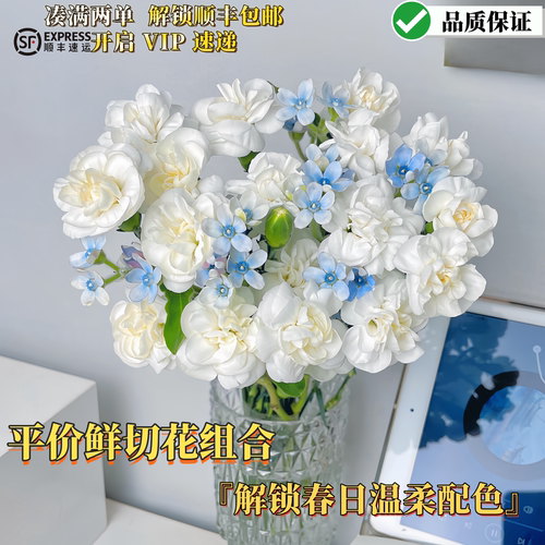 康乃馨蓝星花混搭花束云南直发