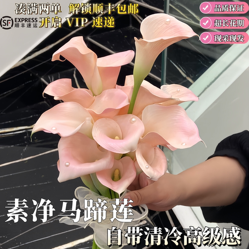 马蹄莲水培现采超长花期