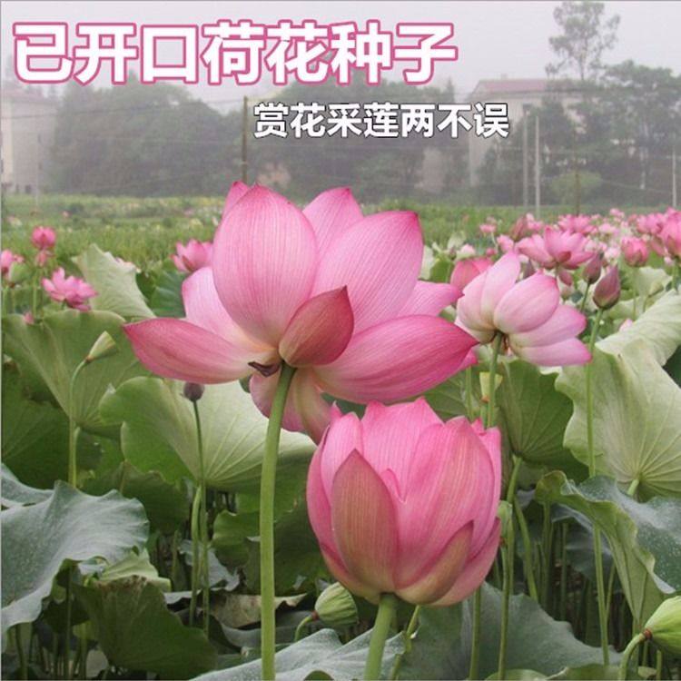 大型荷花磨盘种子高产藕产莲子籽盆栽池塘大田观赏四季播花卉绿植