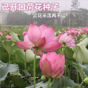 大型荷花磨盘种子高产藕产莲子籽盆栽池塘大田观赏四季播花卉绿植
