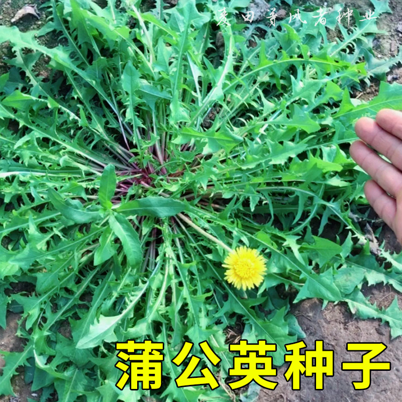 蒲公英种子野生婆婆丁食用蔬菜种籽四季野菜种孑浦公英苗种植盆栽