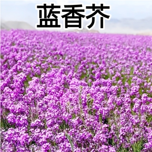 蓝香芥蓝香介种子四季种易活开花不断多年生花海种子兰香芥花籽子