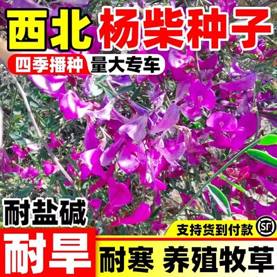 杨柴种子羊柴籽牧草籽四季常青防风固沙漠植被生态恢复绿化种籽