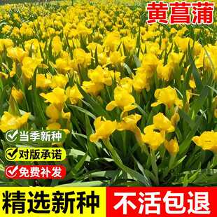 黄菖蒲种子黄花鸢尾水生净水植物湿地水池塘水草种子再力花水烛花