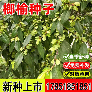 榔榆种子榔榆树种子小叶榆种子秋榆种子林木种子发芽率高简单易种