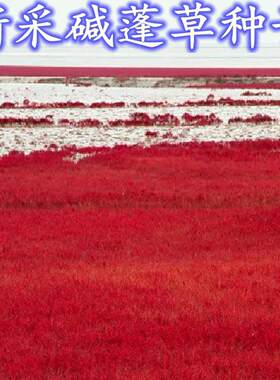 碱蓬草种子红色翅碱蓬卤蓬土壤沙荒地绿化耐盐碱治理土壤改良种籽