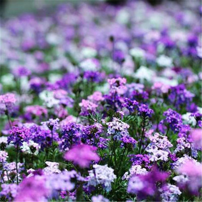 细叶美女樱种子四季开花易种活的阳台盆栽绿植庭院花卉花籽