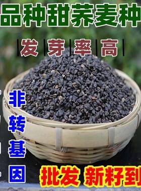 老品种甜荞麦种子甜荞麦种籽芽苗菜杂粮种子田园庭院种植种籽
