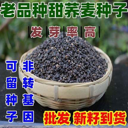 老品种甜荞麦种子甜荞麦种籽芽苗菜杂粮种子田园庭院种植种籽