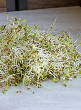 紫花苜蓿种子 三叶草 蔬菜 豆芽菜Alfalfa Sprouting Seeds