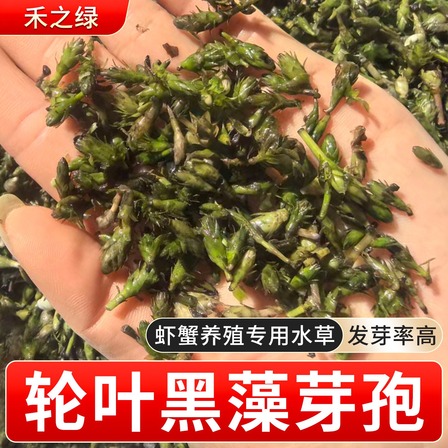 轮叶黑藻芽孢灯笼泡草籽鱼虾蟹养家庭园艺种子