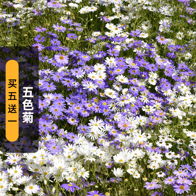 五色菊种子200粒雁河三籽