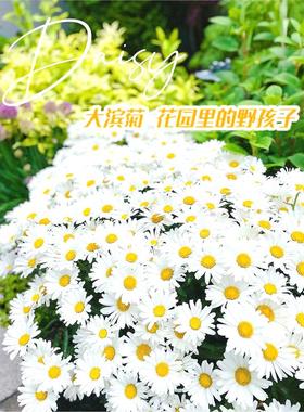 大滨菊种子白色花海西洋滨菊花种籽子四季播种开花多年生易活花卉