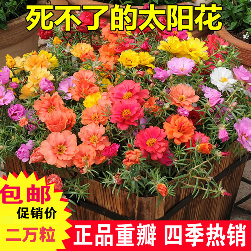 重瓣太阳花种子四季孑台多