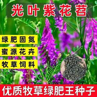 光叶紫花苕种子毛苕子牧草果园绿肥种籽高产箭舌野豌豆多年生草籽