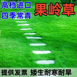 进口果岭草草坪种子庭院高档矮生草籽四季青耐寒工程绿化草皮草籽