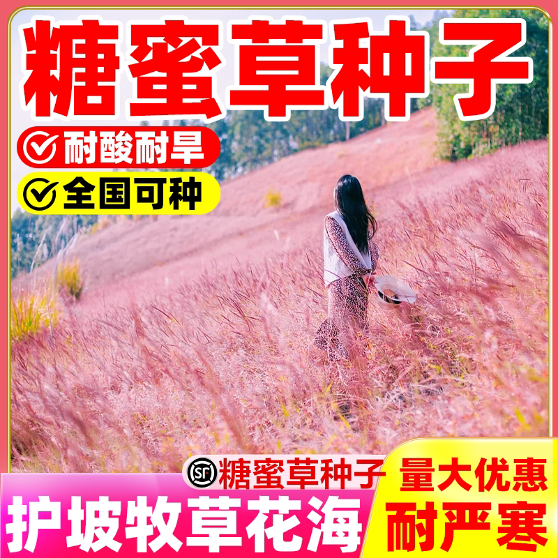 糖蜜草种子耐寒四季南北方种植牧草种籽护坡固土花园配景观赏草籽