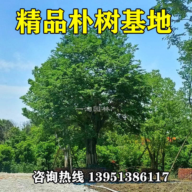 朴树大树风景树园林景观工程30公分丛生绿化苗木小叶沙朴市政用苗