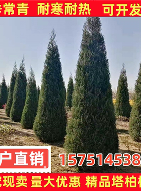 柏树树苗松柏侧柏松树树苗扁柏圆柏蜀侩塔柏宝塔松龙柏苗四季长青