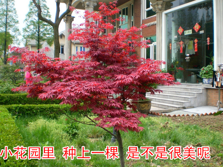 红枫树苗日本红枫小苗中国红四季红庭院绿化红枫红舞姬盆栽
