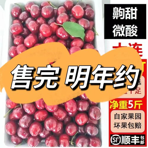 大连红灯大樱桃新鲜现摘现发顺丰