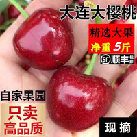 5斤大連大櫻桃沙蜜豆美早新鮮甜