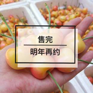 美国红雷尼尔黄蜜黄樱桃新鲜黄水晶佳红水果黄金车厘子自家顺丰