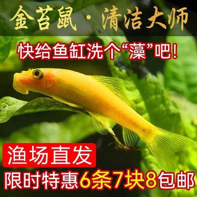 青苔金苔鼠鱼金除藻热带工具清道夫老鼠垃圾观赏鱼粪便鱼缸清洁