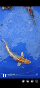 日本高端纯种孔雀血统锦鲤活鱼观赏鱼小型好养耐活淡水冷水鱼活体