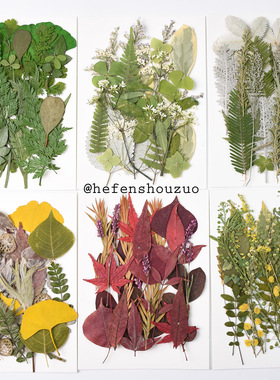 干花植物标本幼儿园手工材料贴画真树叶diy滴胶杯垫相框压花21片