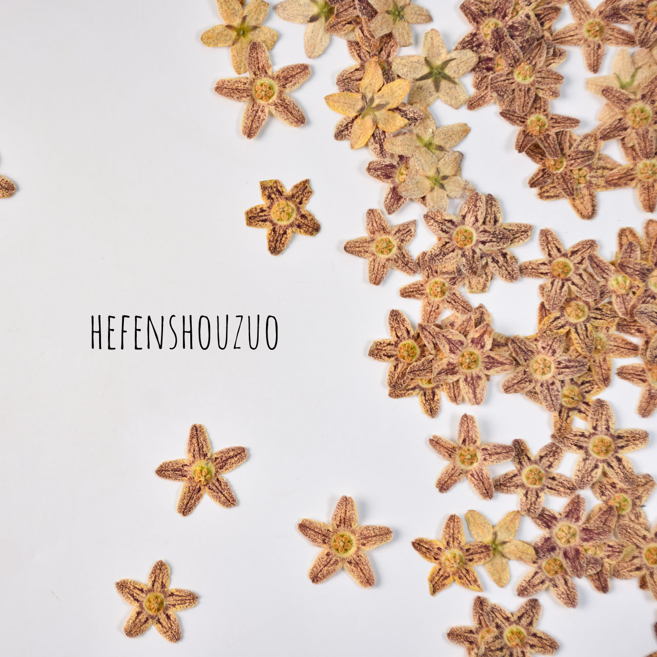 海星花真花压花手工diy材料