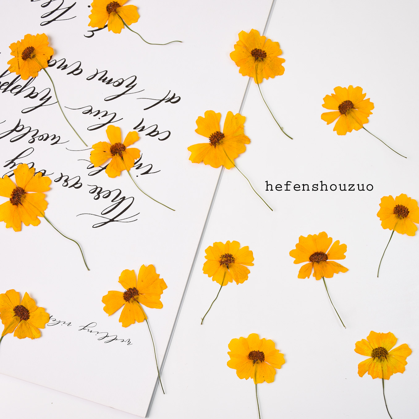 河粉手作真花压花带枝蛇目菊