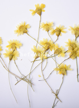 带枝小菊花压花 植物标本DIY手工材料 干花杯垫 滴胶模具封入物