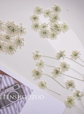 带枝白色蕾丝花真花花束雪珠花干花摆件压花装饰画材料滴胶饰品