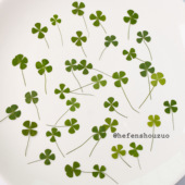 四叶草树叶标本幸运草滴胶干花DIY手工材料天然真花干花押花树叶