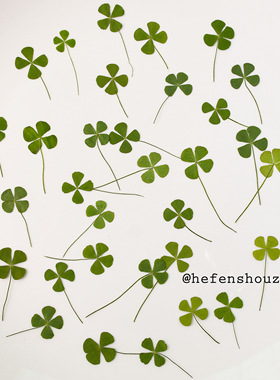 四叶草树叶标本幸运草滴胶干花DIY手工材料天然真花干花押花树叶