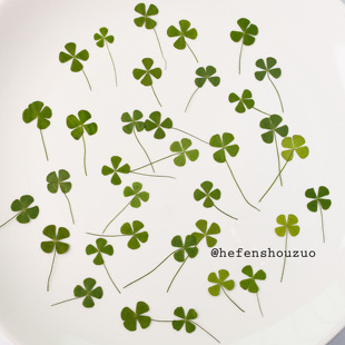 四叶草树叶标本幸运草滴胶干花DIY手工材料天然真花干花押花树叶